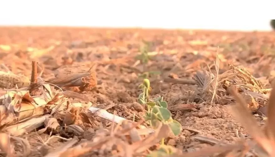 MT: Produção de cana pode cair 20% com mudanças climáticas, diz estudo