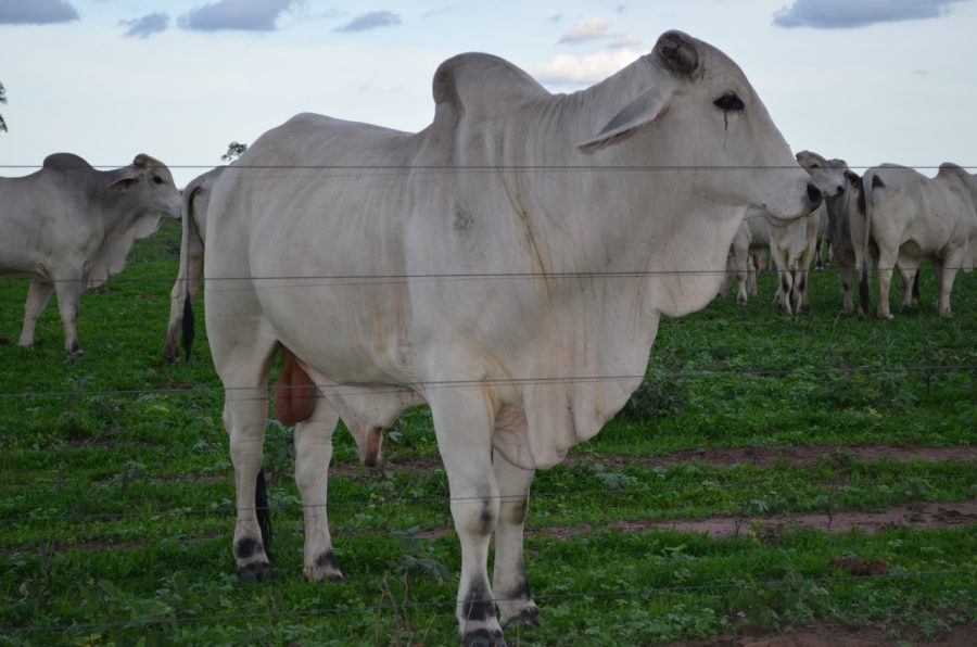 MT:   Instabilidade financeira e clima marcam o setor de proteína animal de MT em 2023