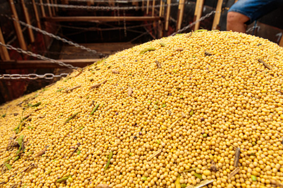 MT:  AGRO   Mesmo sem ‘preço’, produtores de soja comercializam grão para ‘fazer caixa’