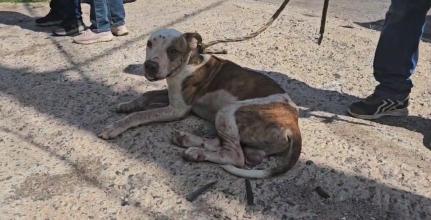 Tutor é autuado por maus-tratos a pitbull deixado no sol, sem comida e água