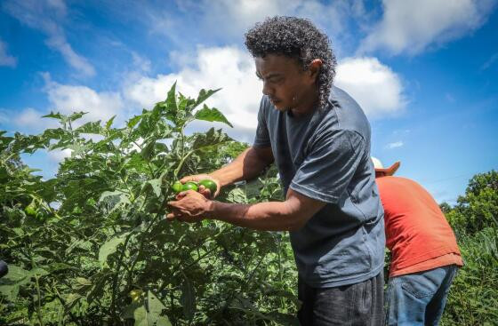 MT:  AGRICULTURA FAMILIAR:   Comunidades quilombolas aumentam produção agrícola com veículos entregues pelo Governo de MT