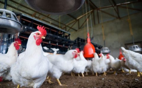 Brasil exportou 5,1 milhões de toneladas de frango em 2023