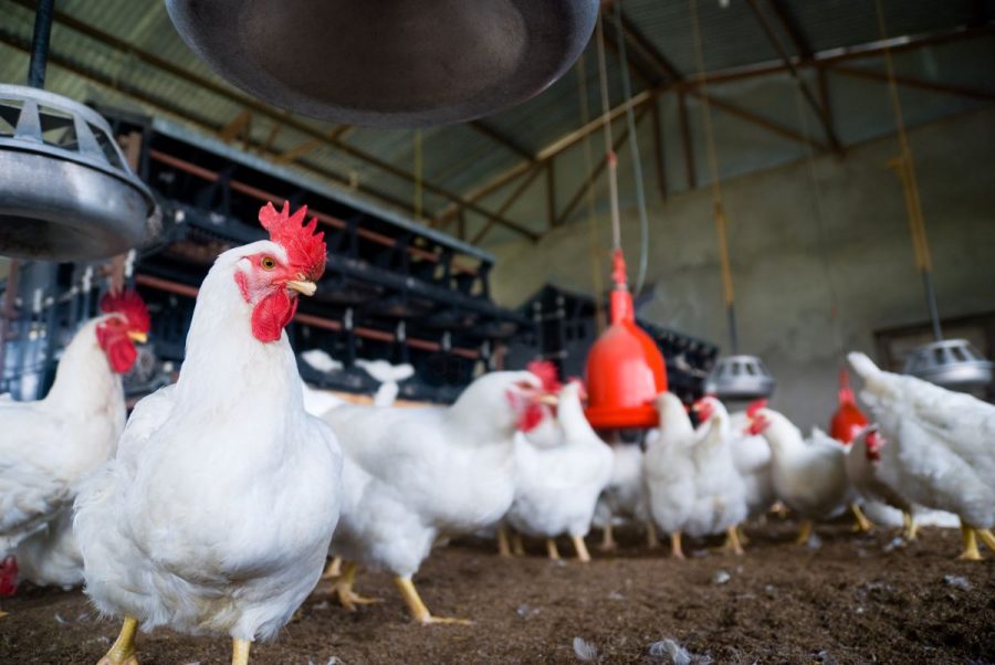 Brasil exportou 5,1 milhões de toneladas de frango em 2023