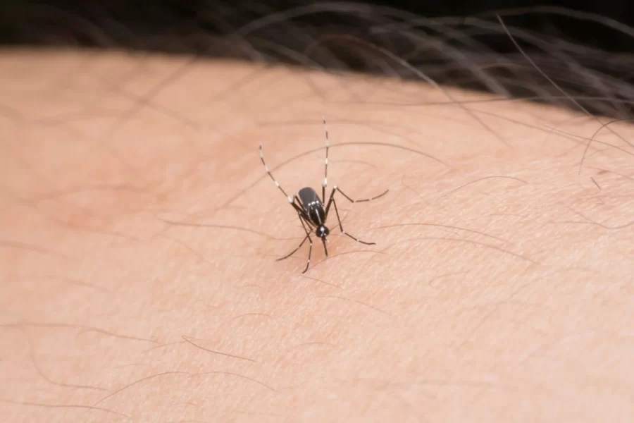 MT:   Chikungunya : Primeira morte em Mato Grosso atinge manchetes em todo o Brasil