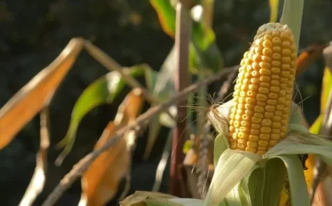 MT:  RETA FINAL:   Plantio de milho em MT chega a 97,81% em meio as adversidades climáticas