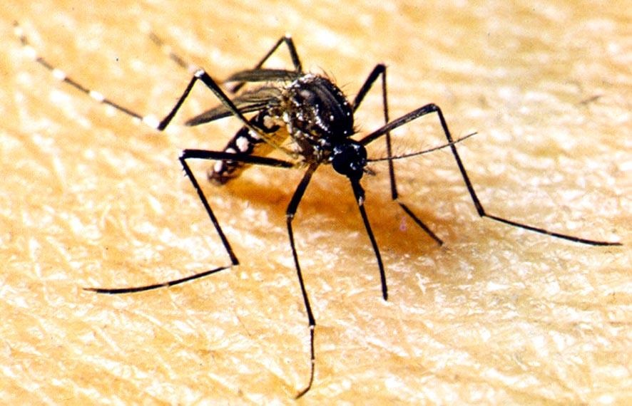 Brasil tem mais de 6,5 milhões de casos prováveis de dengue este ano