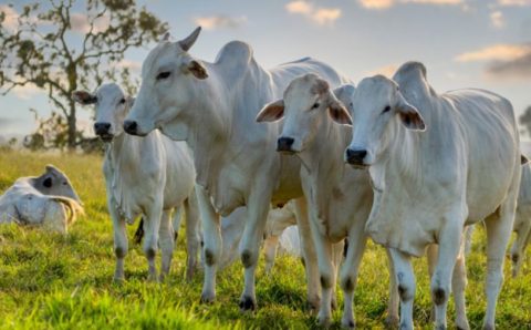 MT:  FEBRE AFTOSA:  Mato Grosso é reconhecido nacionalmente por ser livre da doença sem vacinação