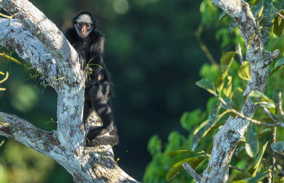 MT:  PARQUE CRISTALINO II:   Decisão do TJ beneficia campeão do desmate em ação sobre proteção