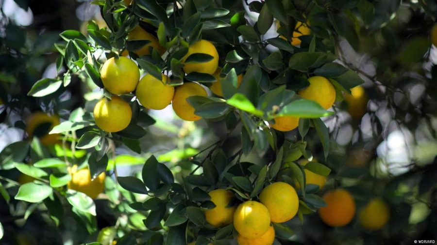 Queda na produção no Brasil faz preço de suco disparar na UE