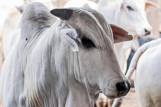 Cotações do boi gordo em queda, preços da carne em alta