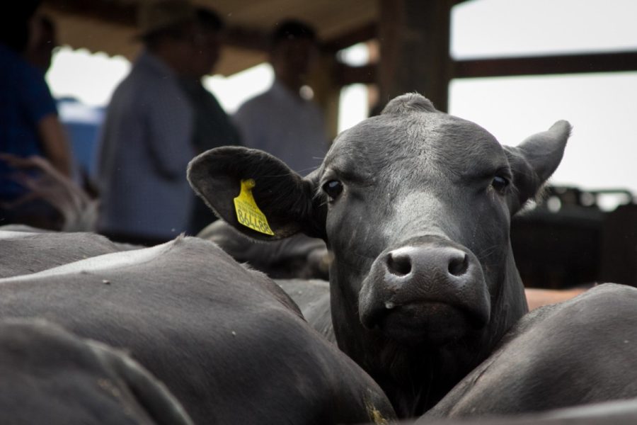 MT:  Prazo para produtores de MT informarem ao Indea estoque de rebanho termina no dia 4 de junho