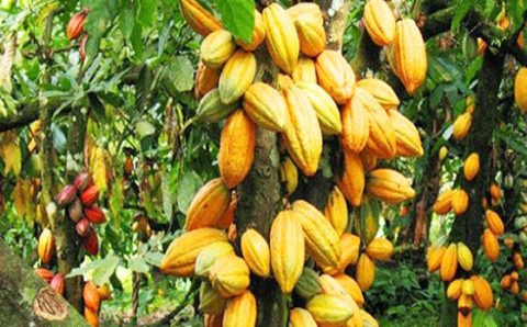 MT:   NO NOROESTE DE MT:   Áreas improdutivas e degradadas viram plantações de cacau e banana