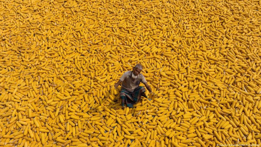 Alimentos transgênicos: vilões ou salvadores do clima?