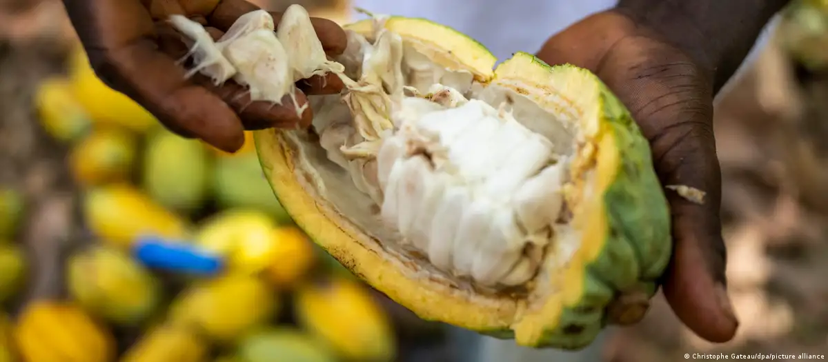 Cientistas criam chocolate mais saudável e sustentável