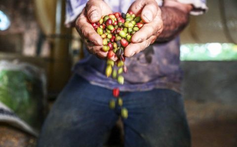 MT:   Estado já está entre os 10 maiores produtores de café do país