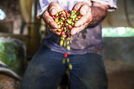 MT:   Estado já está entre os 10 maiores produtores de café do país