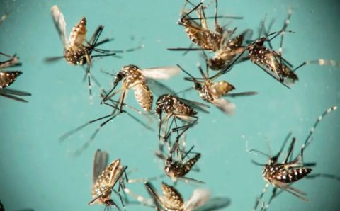 MT:   O VÍRUS ATACA:   Dengue e chikungunya já mataram 22 pessoas em 5 meses no Estado