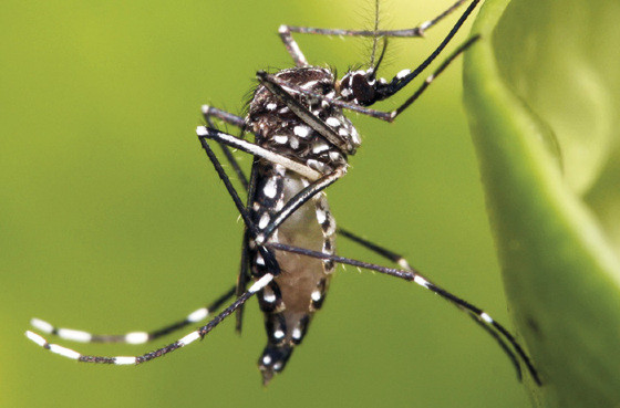 MT:   VIGILÂNCIA EPIDEMIOLÓGICA:   Saúde alerta sobre aumento de casos de chikungunya em Cuiabá