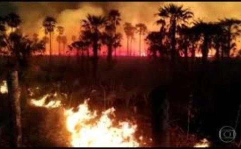 MT:  PANTANAL EM CHAMAS:   Área queimada em 2024 já é 54% maior do que na destruição recorde