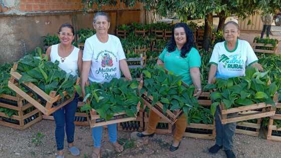 MT:  GERAÇÃO DE RENDA:   Governo de MT apoia mulheres do campo com 15 mil mudas de banana e kits para cultivo irrigado da fruta