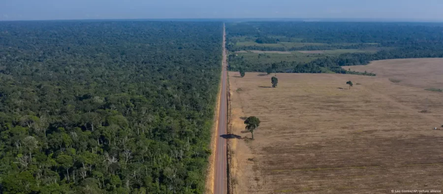 Avanço da soja sobre floresta causa prejuízo bilionário