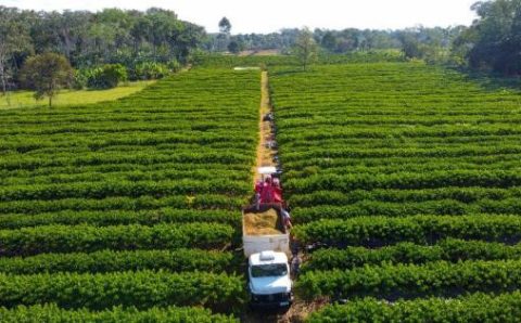 MT:  DESENVOLVE RURAL:   Governo de MT lança linha de crédito de até R$ 1,5 milhão para pequenos produtores