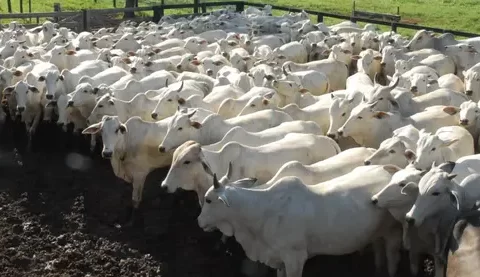 MT:  ESTÚDIO RURAL:   56ª Expoagro busca unir campo e cidade com 11 dias de programação