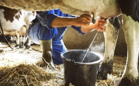 MT:   Pecuária leiteira é a mais ativa na agricultura familiar de MT