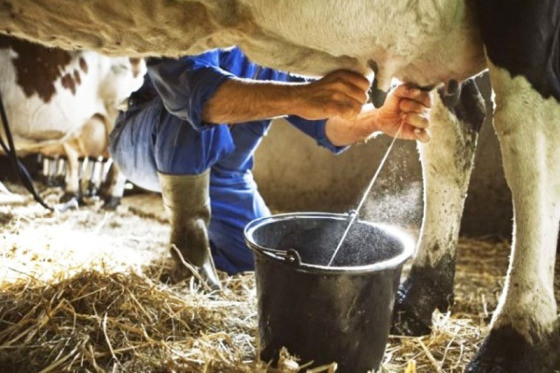 MT:   Pecuária leiteira é a mais ativa na agricultura familiar de MT