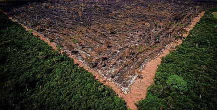 MT: DESOCUPAÇÃO EM 60 DIAS:  Justiça Federal determina reintegração de posse da Terra Indígena Piripkura