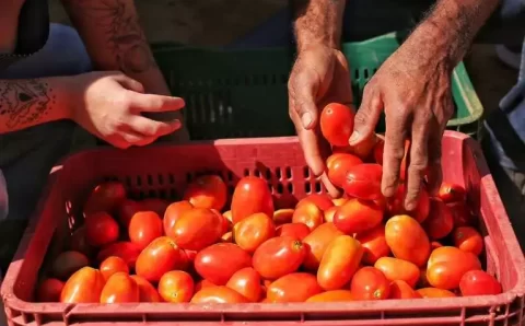 Plano Safra da Agricultura Familiar: R$ 76 bilhões de crédito e juros mais baixos