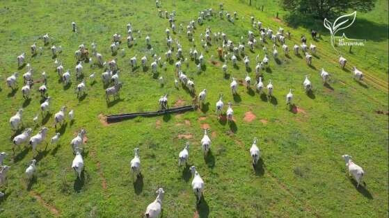 MT:  RETOMADA:   Preço da vaca gorda indica sinal de transição do ciclo pecuário em MT