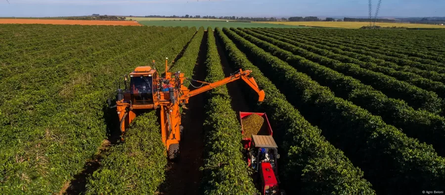 Como o café do Brasil se prepara para lei antidesmate da UE