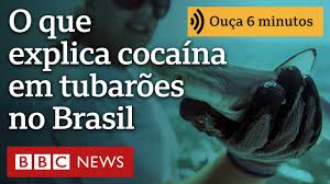 O que explica cocaína em tubarões no litoral do Brasil?