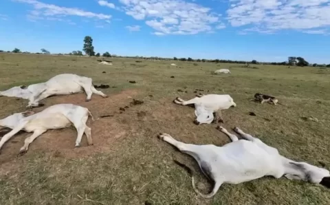 RAIO-X DA PECUÁRIA:   Onda de frio alerta pecuaristas para cuidados com rebanhos e pastagens