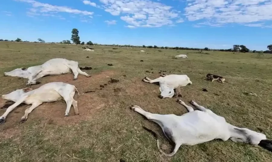 RAIO-X DA PECUÁRIA:   Onda de frio alerta pecuaristas para cuidados com rebanhos e pastagens