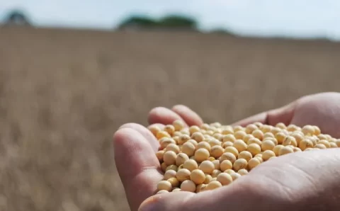 FECHAMENTO DO MERCADO:   Preços da soja sobem nos portos brasileiros, com destaque para Paranaguá; veja cotações