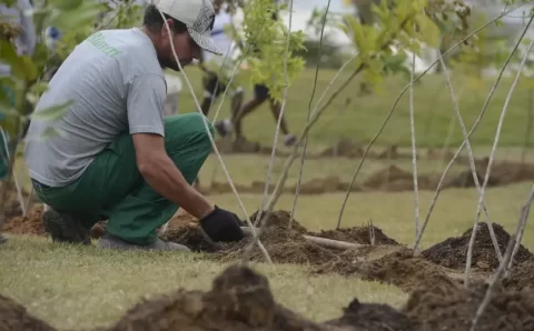 Dia da Árvore: projeto ajuda a reflorestar bioma 100% brasileiro