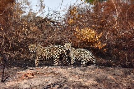 MT:  ESTAVA PROIBIDA DE AJUDAR:  Juiz repreende Sema e autoriza atuação de ONG no Pantanal para auxílio a animais