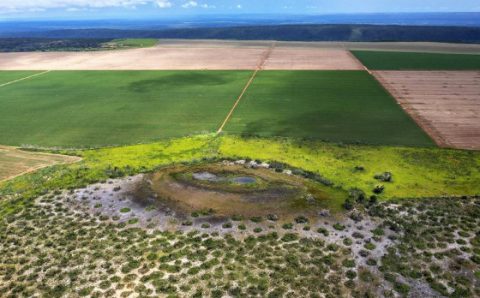 MT:  LEI É SANCIONADA EM MT:   Liberada atividade pecuária em área de preservação do Pantanal