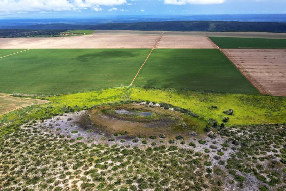 MT:  LEI É SANCIONADA EM MT:   Liberada atividade pecuária em área de preservação do Pantanal