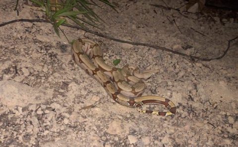 Corpo de Bombeiros resgata serpente de 1,30 metros