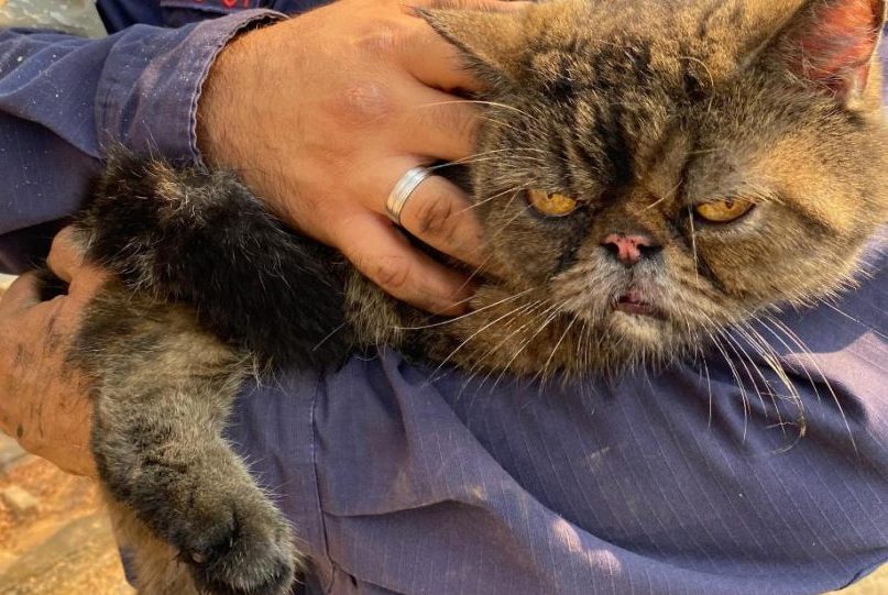 Corpo de Bombeiros combate incêndio e resgata dois gatos em casa de kitnet que pegou fogo