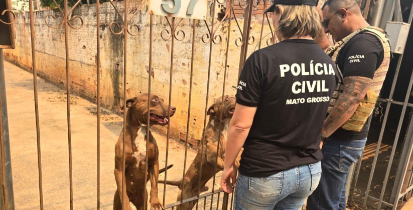 Polícia Civil prende tutora de cães pitbull encontrados em situação de maus-tratos