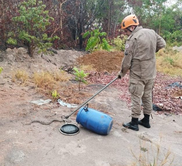 Bombeiros resgatam cobra jararaca de 1 metro em zona urbana