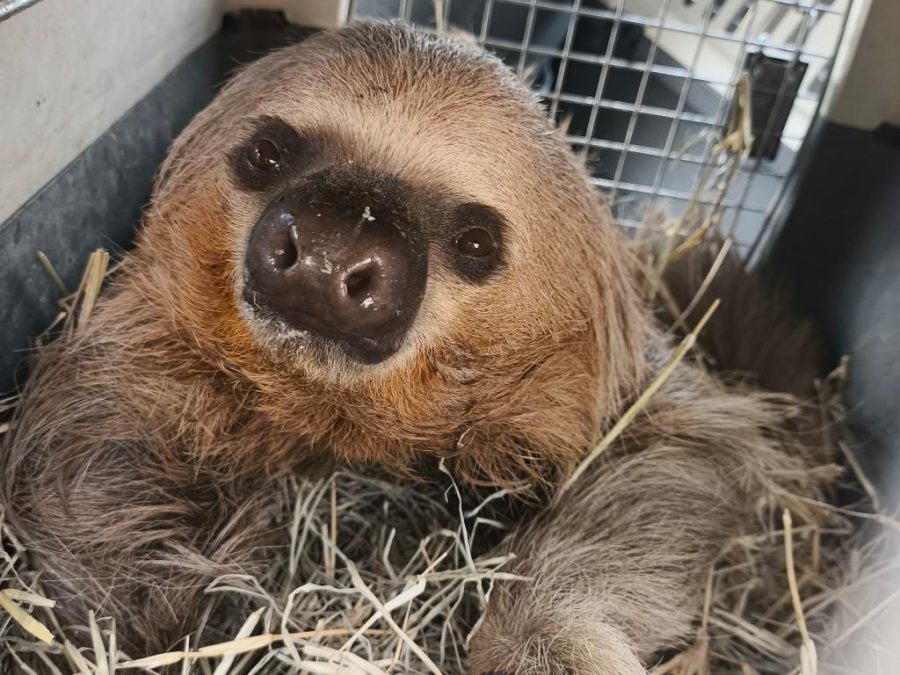 Sema solta cinco animais silvestres resgatados com ferimentos