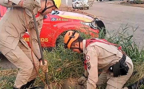 Bombeiros resgatam animais e removem marimbondos que ofereciam risco aos estudantes