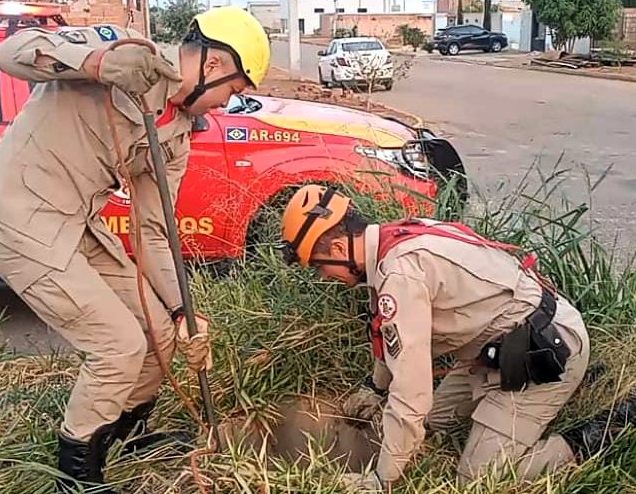 Bombeiros resgatam animais e removem marimbondos que ofereciam risco aos estudantes