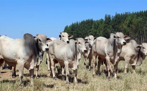 MT:  Mato Grosso registra maior redução anual no rebanho bovina