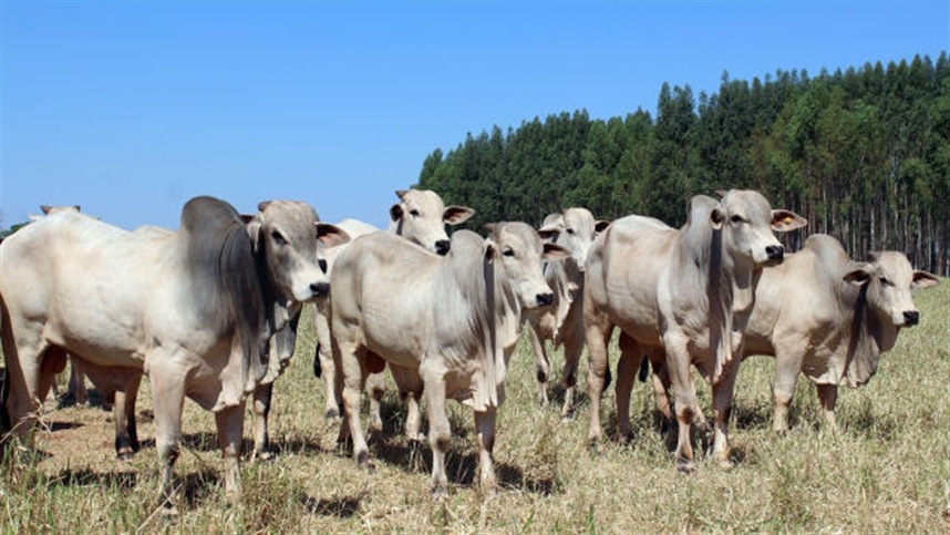 MT:  Mato Grosso registra maior redução anual no rebanho bovina